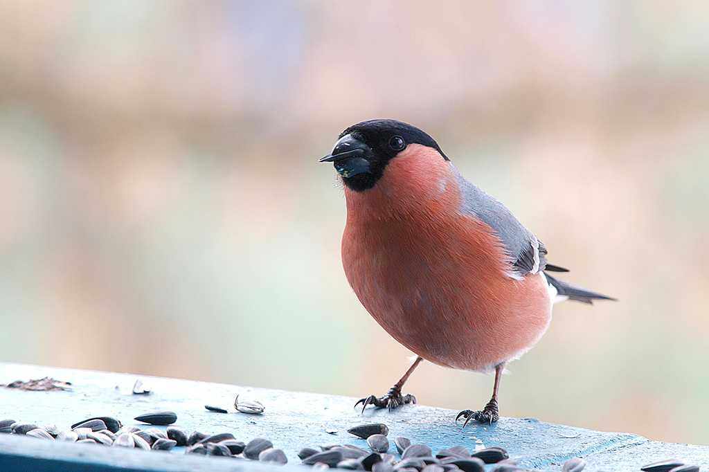 Птица с розовой грудкой. Птичка похожая на снегиря. Птичка с красной грудкой. Птицы похожие на снегирей с красной грудкой.