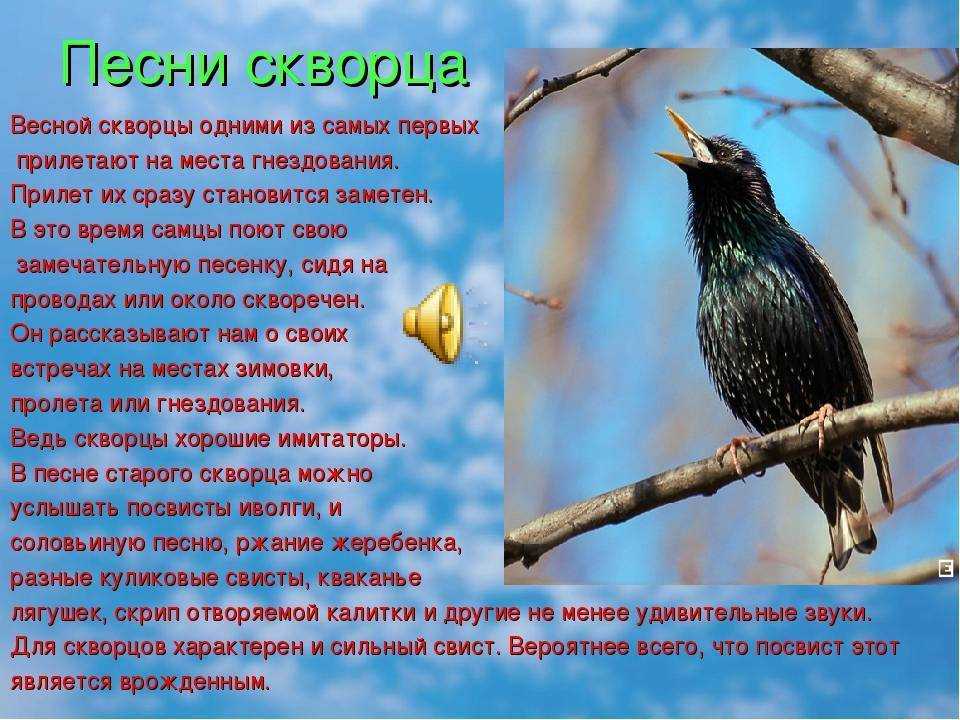 аттракционов в цирковом представлении было много все птицы и скворцы