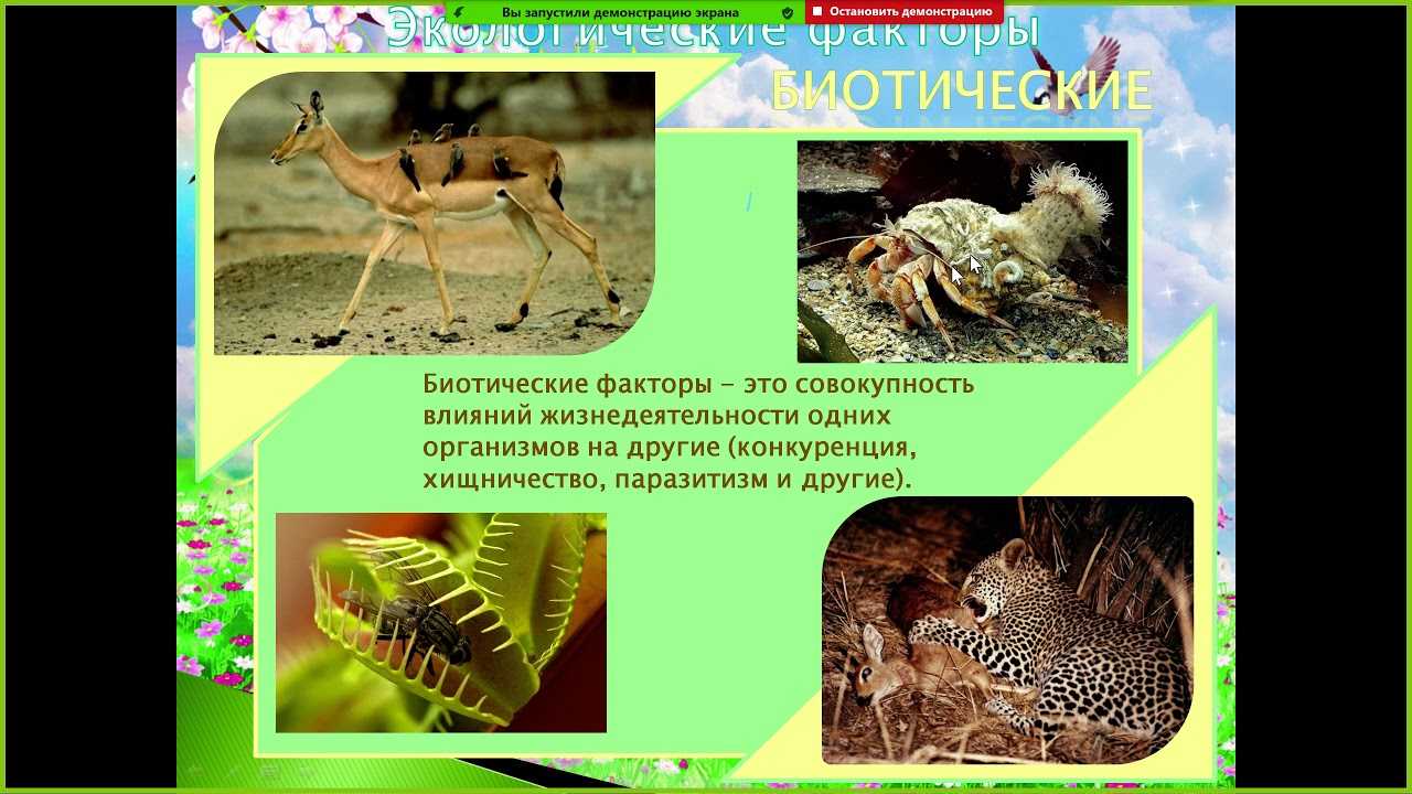 Индийский замбар – олень с разветвленными рогами