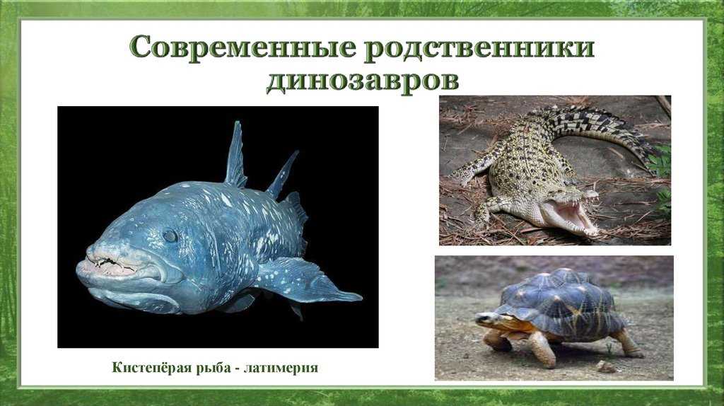 Семейство тейи, или американские вараны (tejidae) / первый отряд ящерицы / четвертый класс пресмыкающиеся / хордовые / мир-рыб
