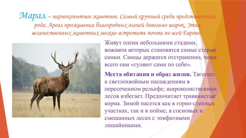 Виды оленей. описание, особенности, фото и названия видов оленей | живность.ру