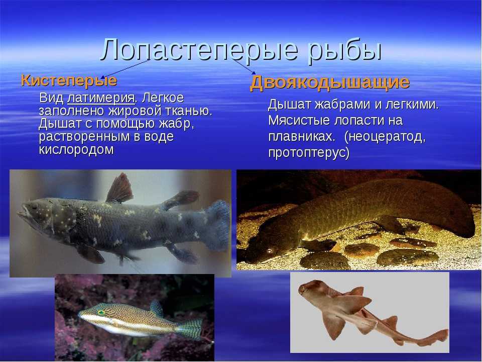 Вопросы ихтиологии, 2019, t. 59,  &numero; 2, стр. 242-247
