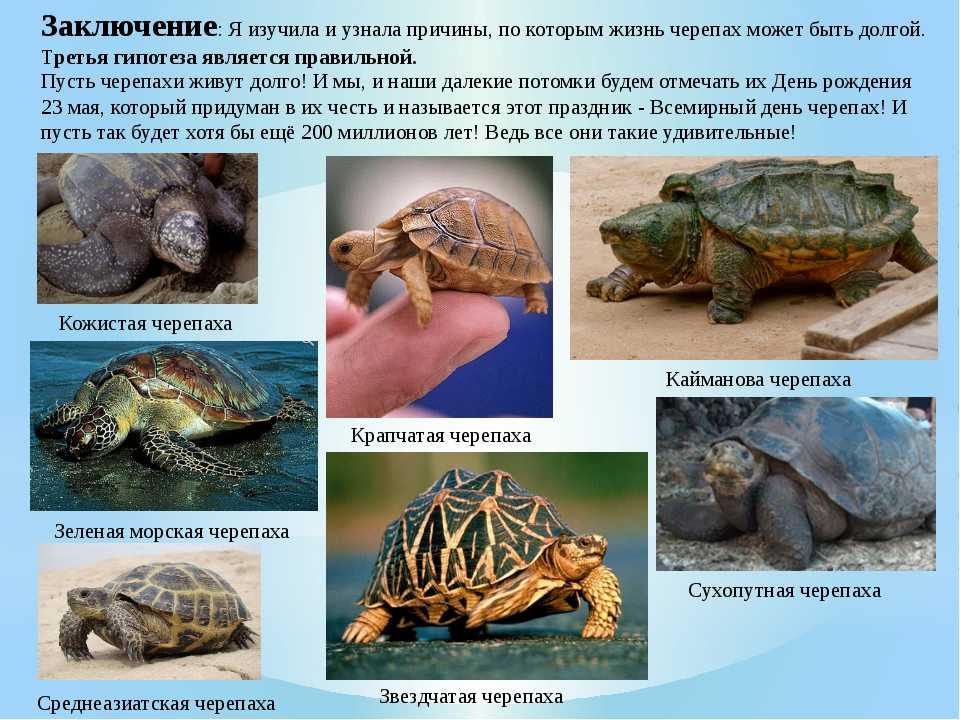Змеиношеяя черепаха зибенрока, содержание, фото, видео
