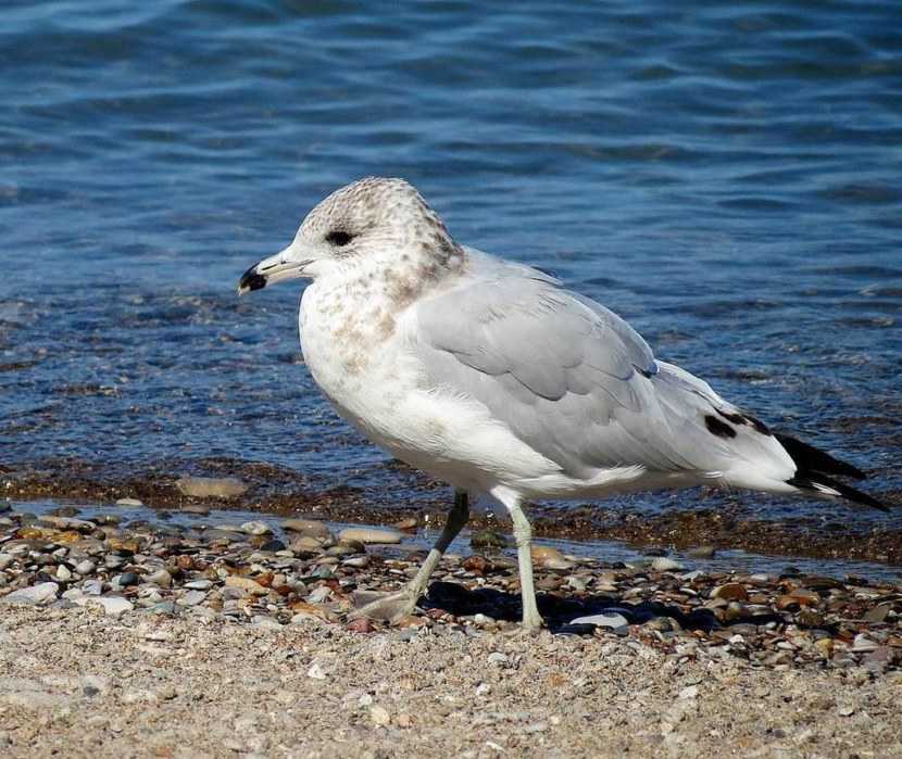 Чайка (larus): описание, особенности питания, виды, фото