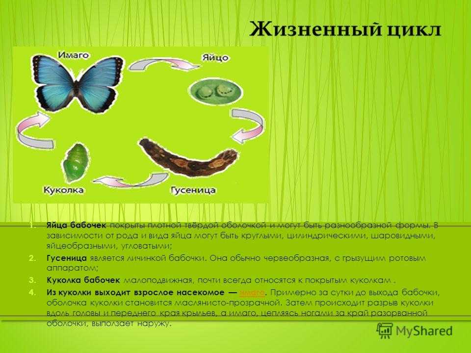 Бабочки: фото и описание