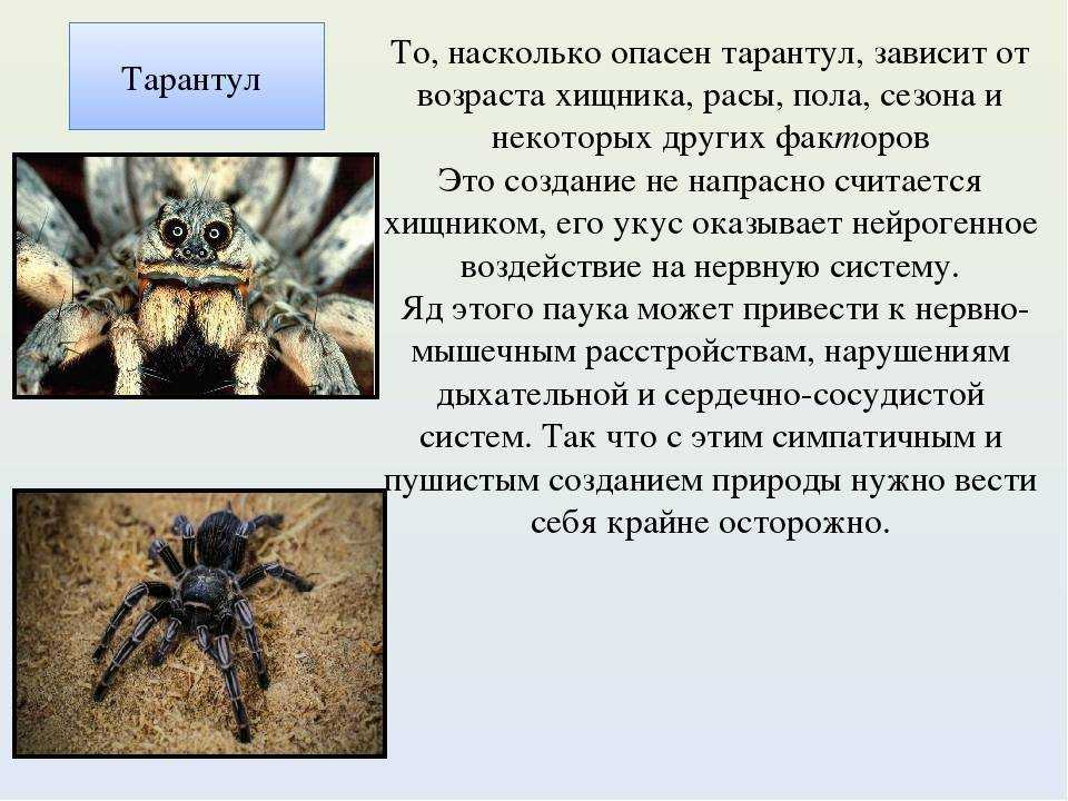 Синий птицеед: экзотический паук в природе и в доме