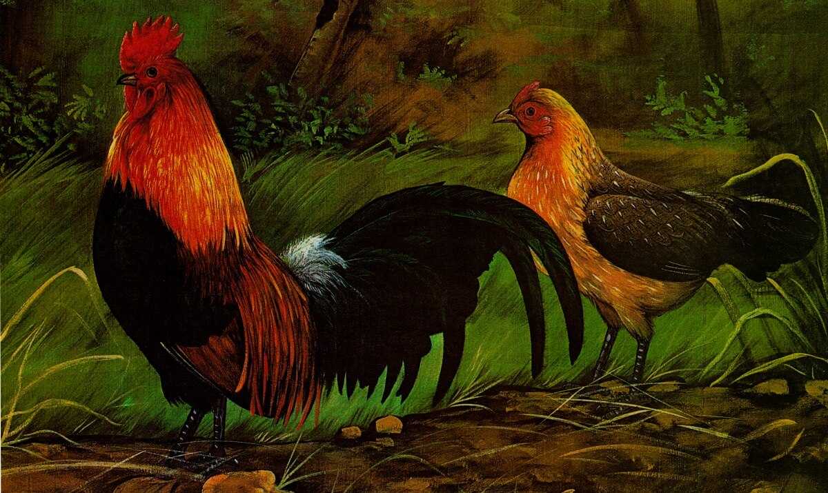 Порода кур китайский шелковый абориген (кша) 丝羽乌骨鸡. описание, фото, отзывы