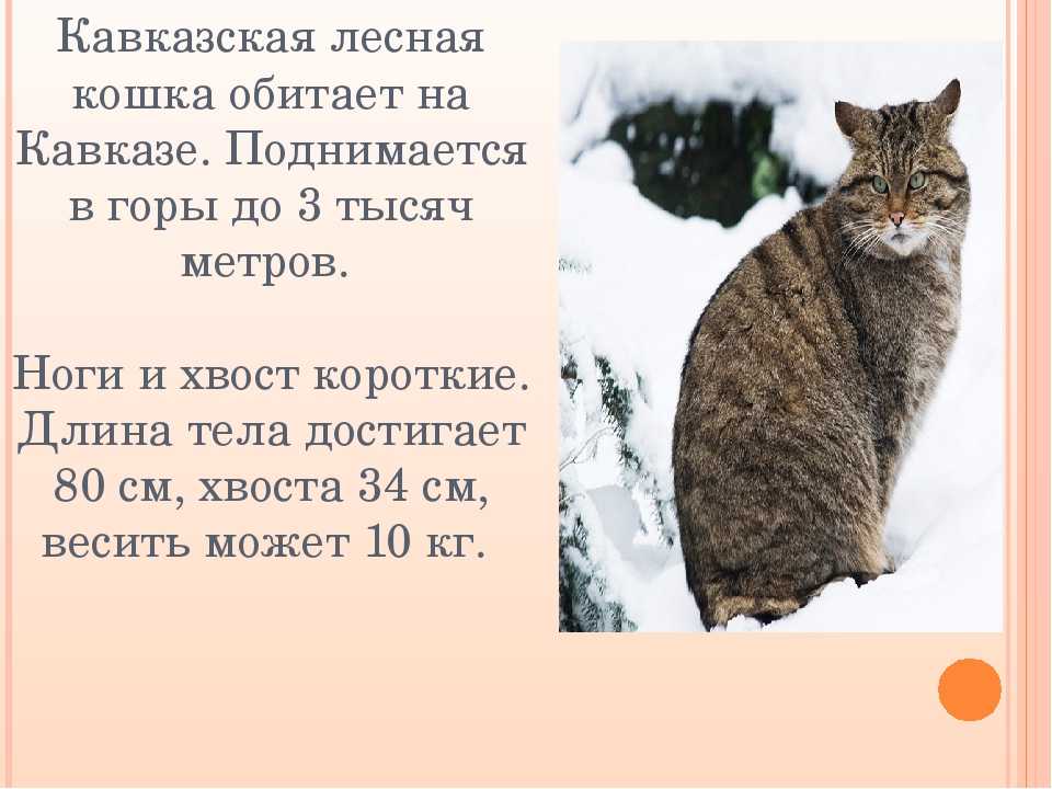20 редких видов диких кошек, о которых многие и не слышали