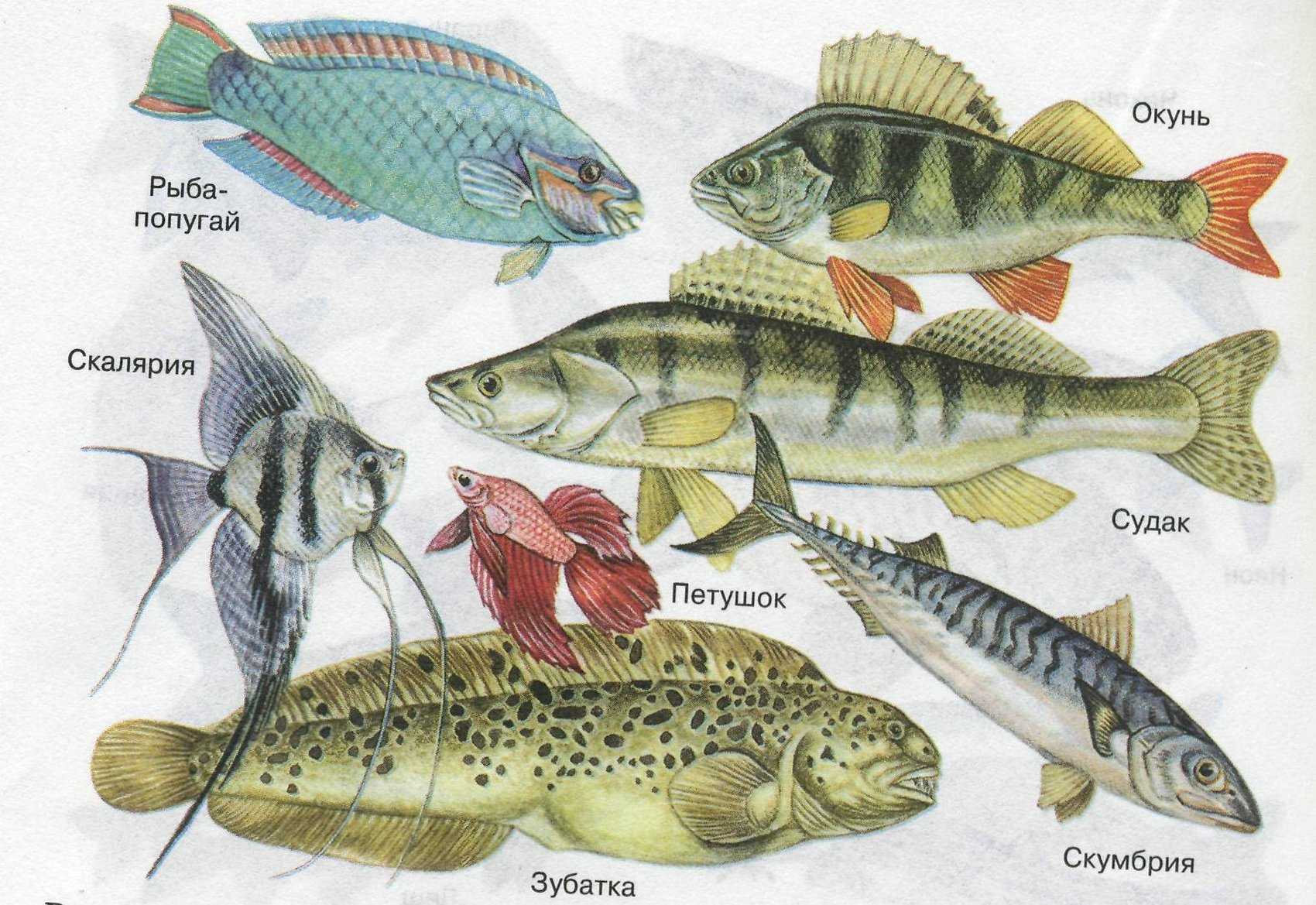 Представители группы рыбы 3. Рыба отряда окунеобразных. Окунеобразные Речной окунь. Отряд окунеобразные рыбы представители. Отряд окунеобразные строение.