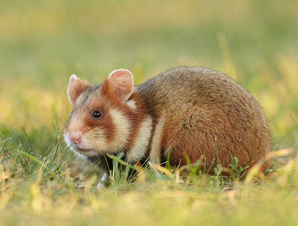 Отряд грызуны (rodentia). животный мир дагестана
