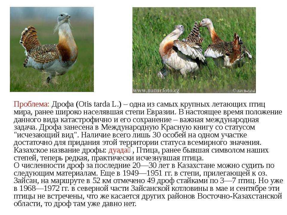 Птица дрофа (фото): быстрый степной обитатель