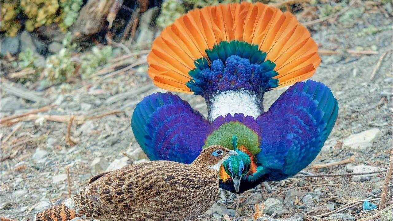 Гималайский монал
