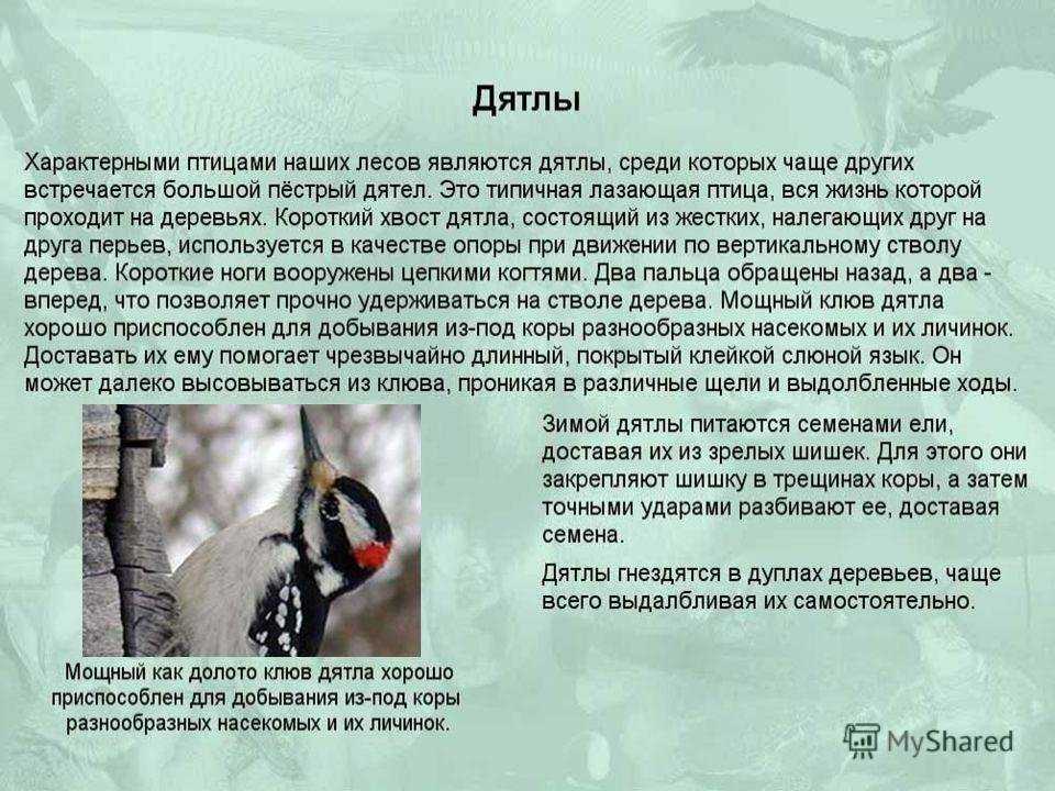 Дятел: все самое интересное о повадках, образе жизни, внешнем виде