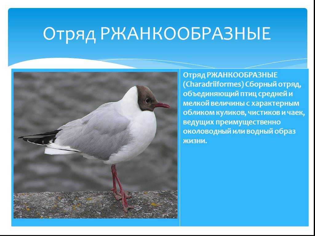Чайки: описание, виды, среда обитания, что едят, враги и образ жизни | планета животных