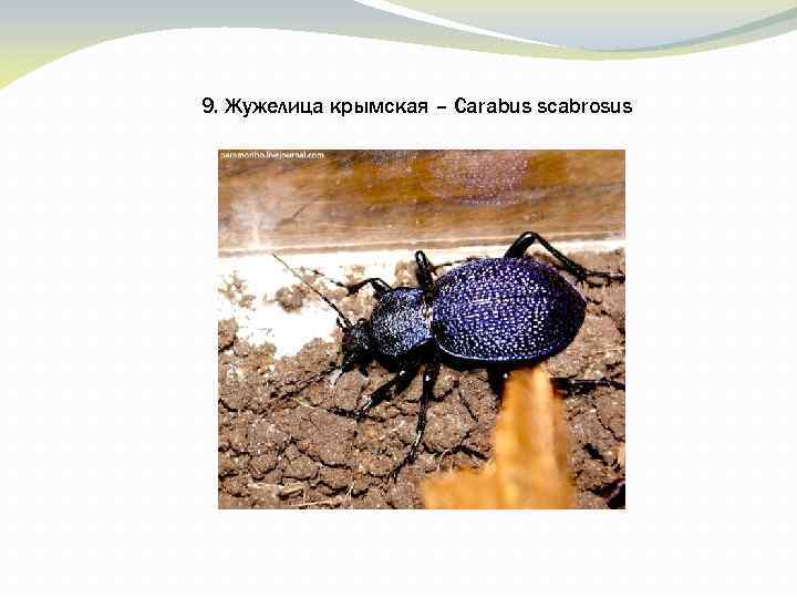 Жужелица кавказская из красной книги, фото и описание жука, в какой природной зоне обитает, как выглядит