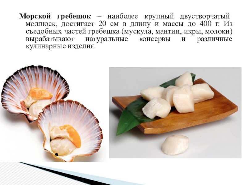 Морской гребешок — что это такое, описание, фото, польза, как приготовить, как едят