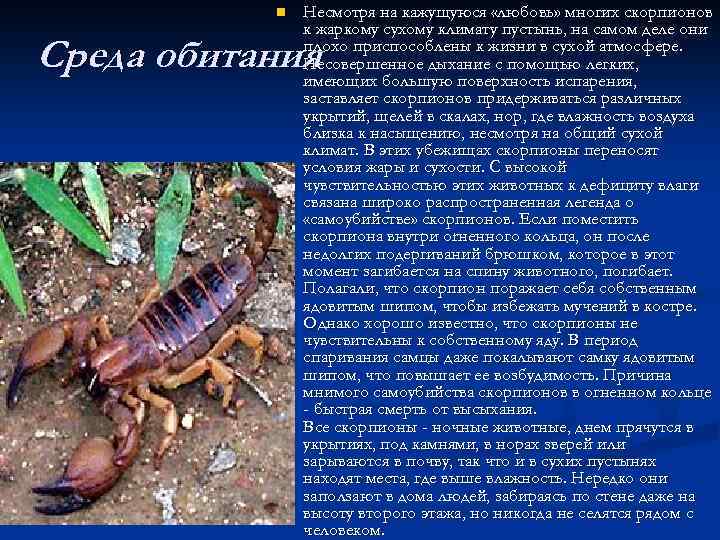 Скорпион животное. описание, особенности, виды, образ жизни и среда обитания скорпиона