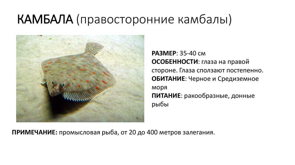 Сем. камбаловые - pleuronectidae