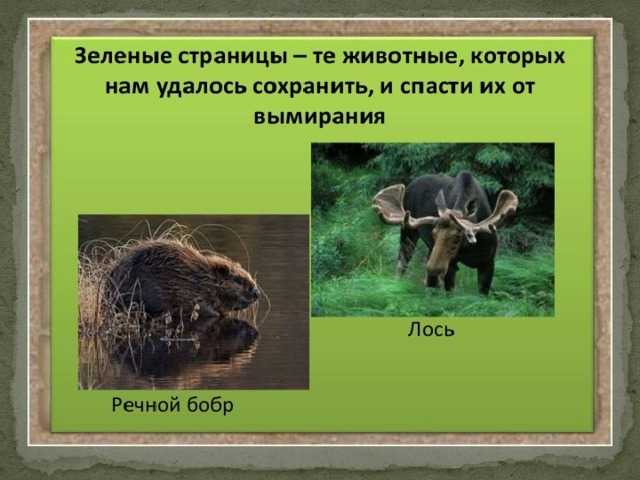 Антилопа