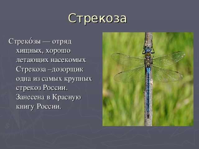 Дозорщик-император и пчела-плотник: как живется в севастополе краснокнижным насекомым