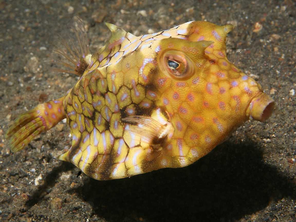 Аракана аурита - aracana aurita - dev.abcdef.wiki