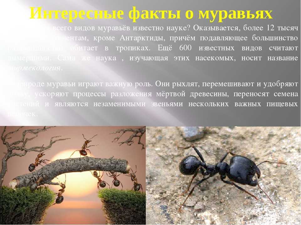 Отряд перепончатокрылые, представитель - медоносная пчела