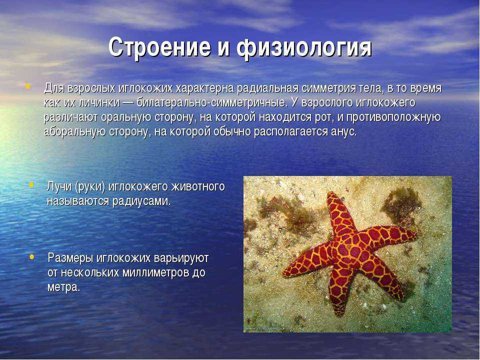 Иглокожие