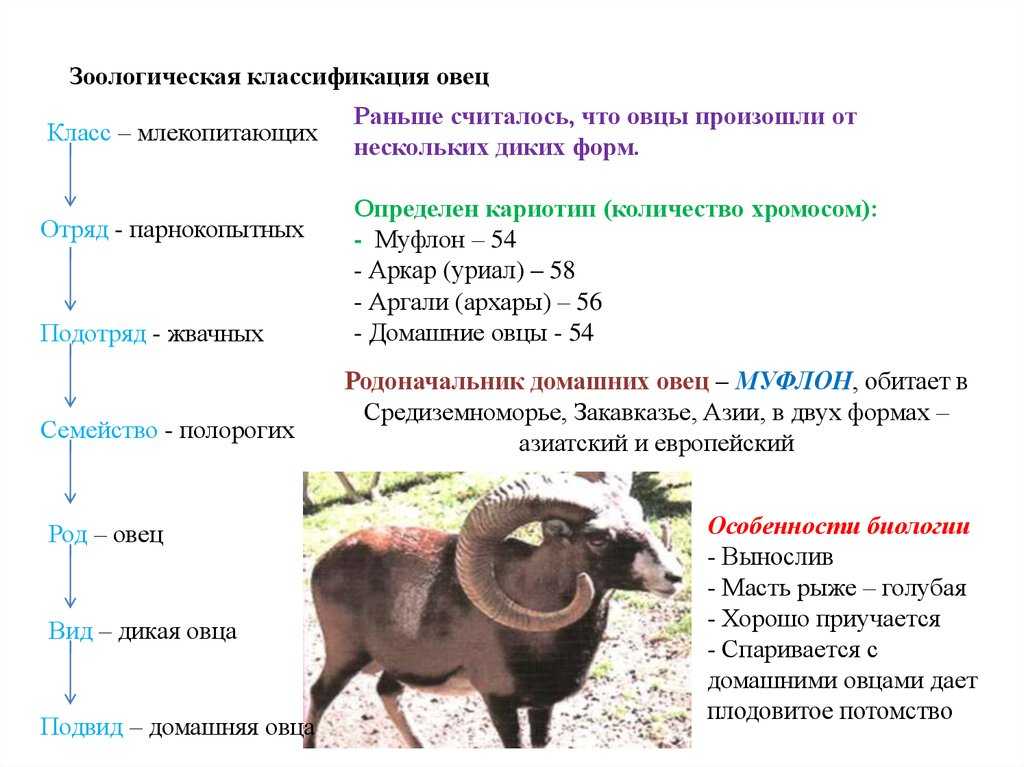 Кто считается родоначальником домашних овец: теории происхождения