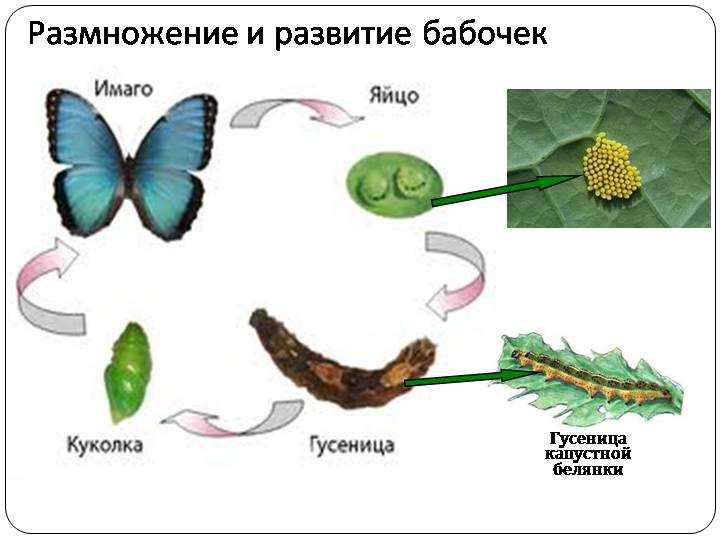 Бражник бабочка насекомое. образ жизни и среда обитания бражника