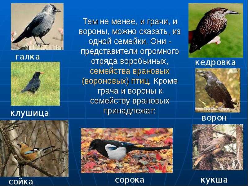 Блестящий ворон животное