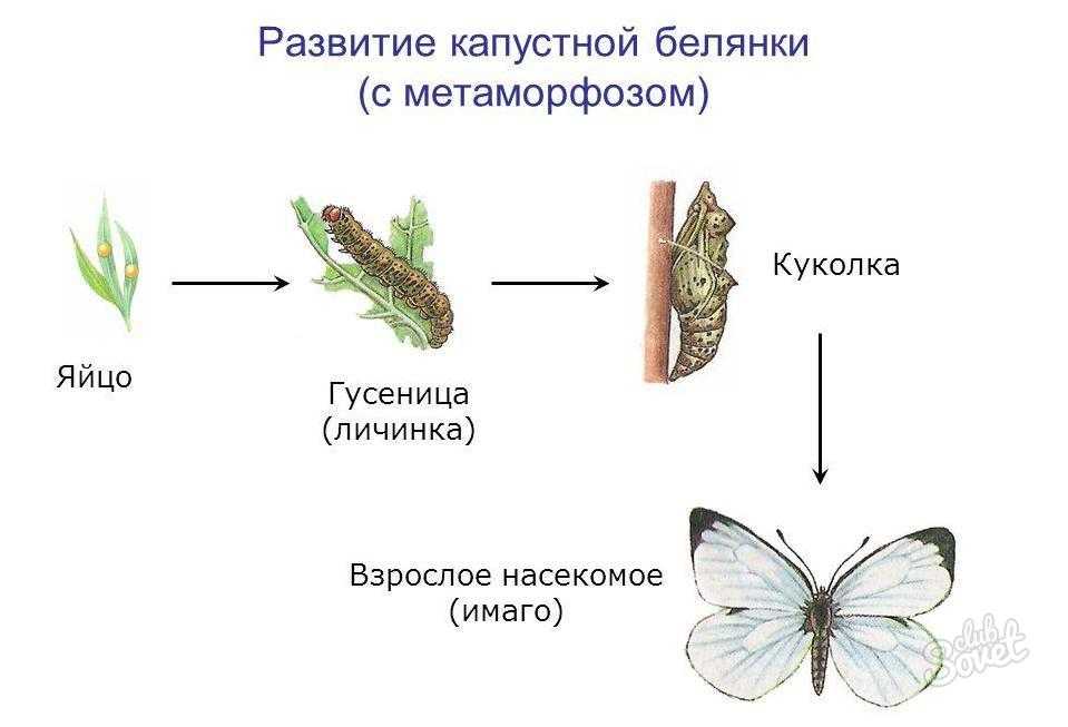 Чешуекрылые — циклопедия