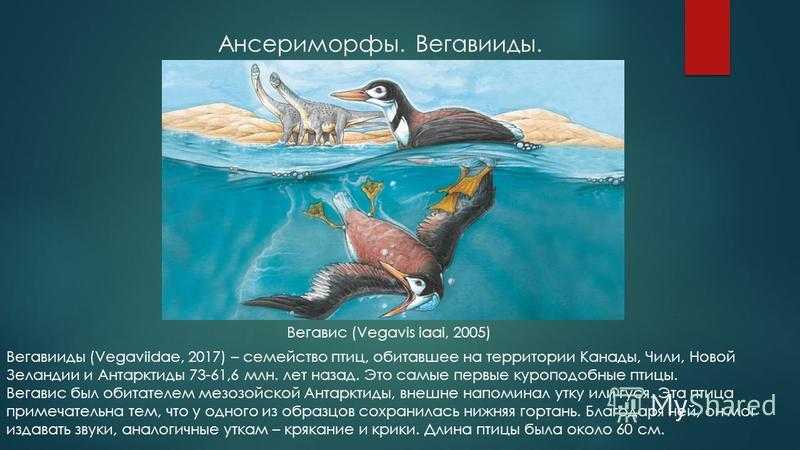 Дикая курица: виды, описание, характеристики и одомашнивание