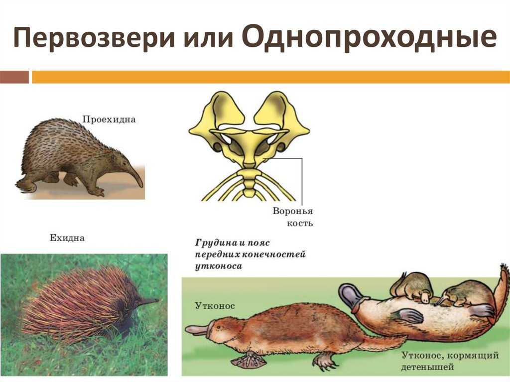 Однопроходные — циклопедия