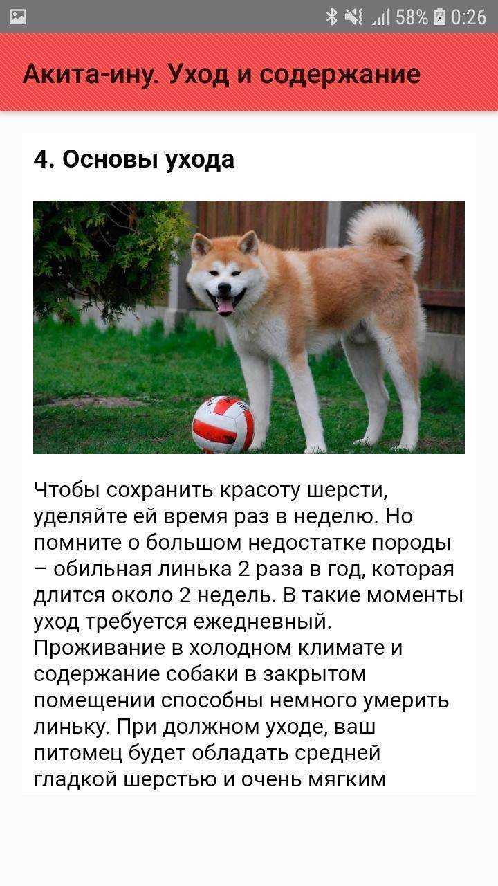 Акита-ину: описание породы собак