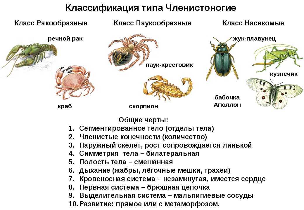 Какие классы относятся к типу членистоногих и в чем их особенности