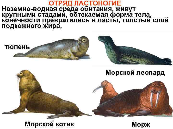 Тюлень животное. описание, особенности, виды, образ жизни и среда обитания тюленя | живность.ру