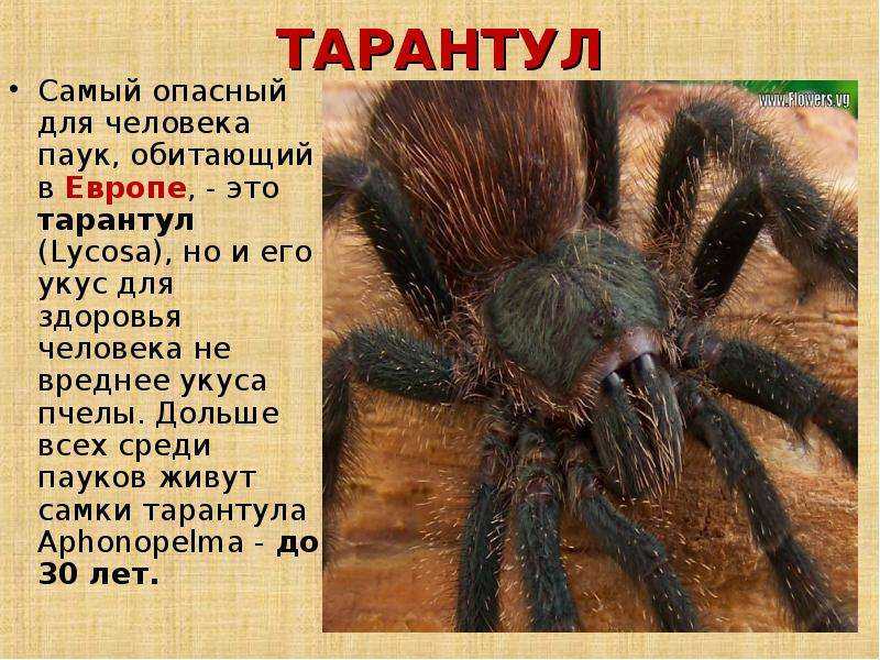 Чилийский розовый птицеед (описание, содержание, питание)