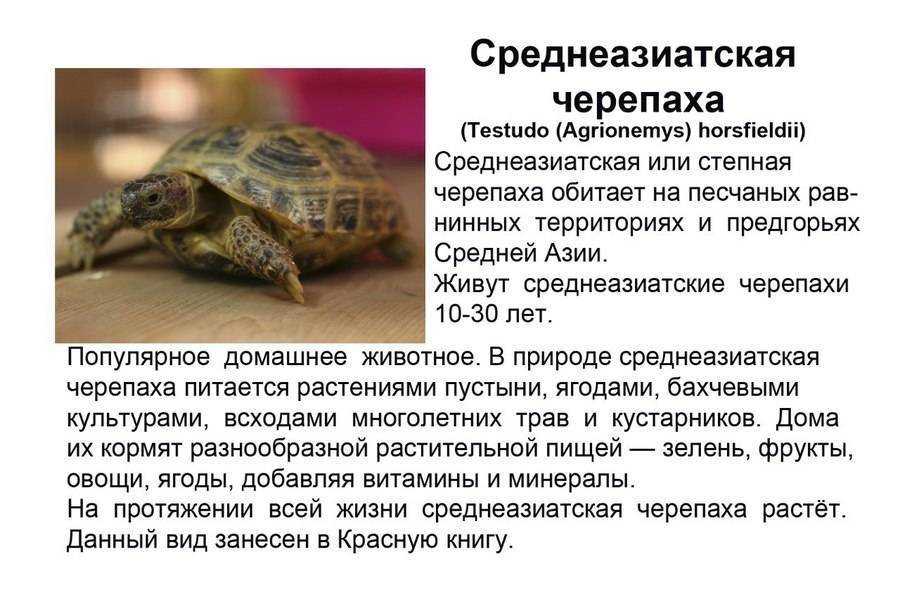 Зелёная черепаха — животное красной книги зелёная черепаха