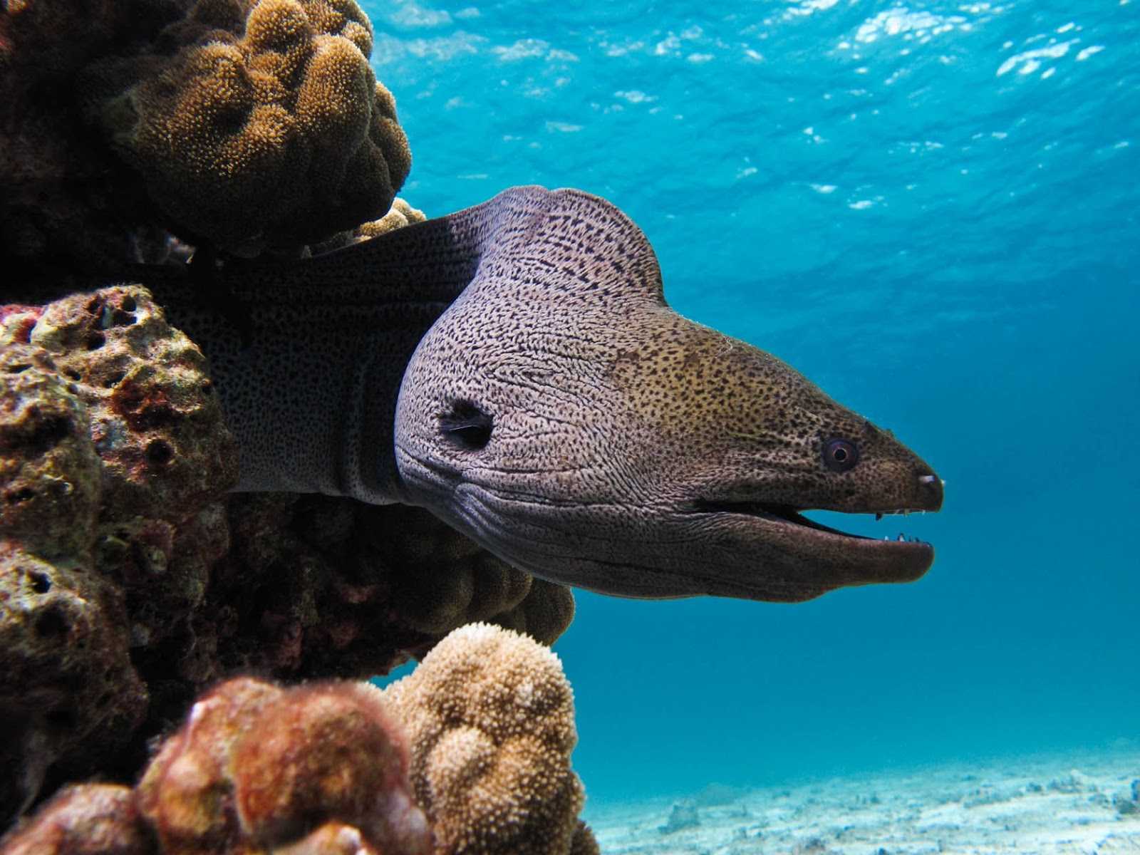 Пресноводная мурена или индийская грязевая мурена (gymnothorax tile)