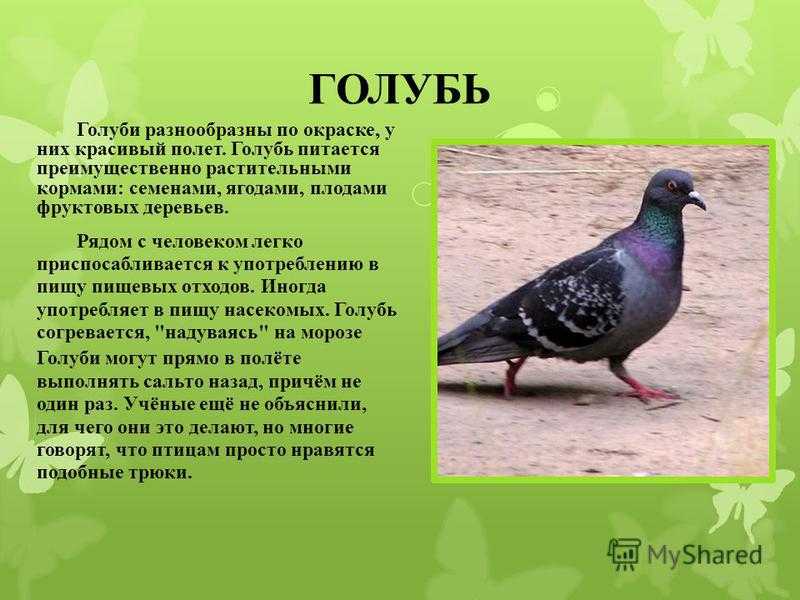 Голубеобразные - птицы | некоммерческий учебно-познавательный интернет-портал зоогалактика
