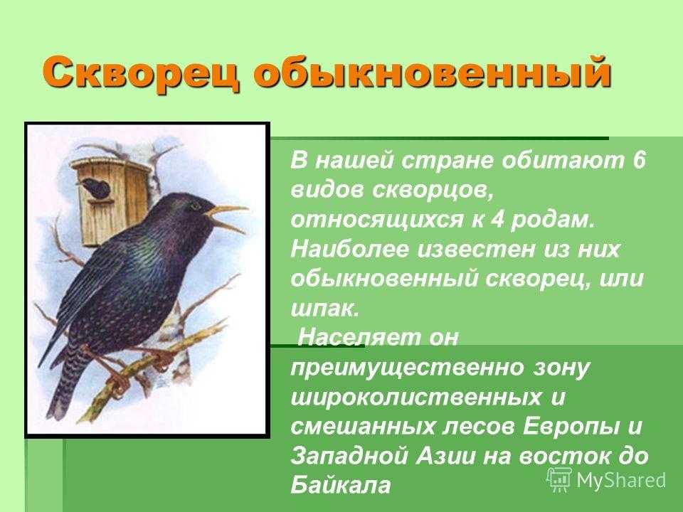 Аметистовый скворец - frwiki.wiki