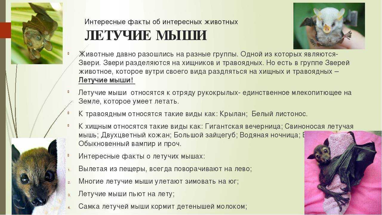 Характеристика летучих мышей, таксономия, морфология, поведение