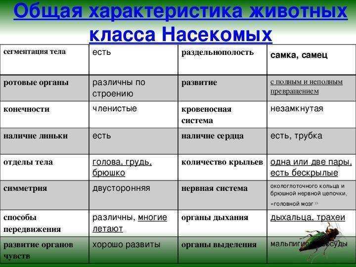 Класс млекопитающие: характеристика, особенности строения, происхождение и развитие