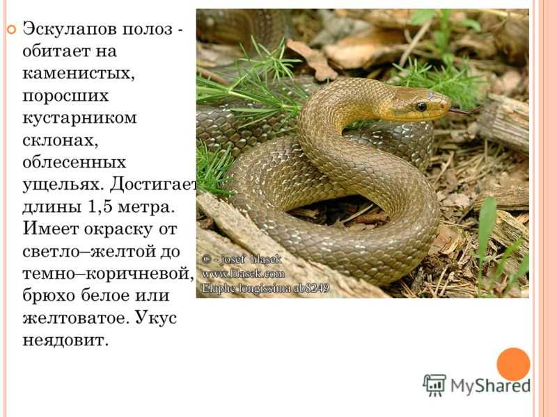 Узорчатый полоз: описание,фото,содержание в террариуме | аквариумные рыбки
