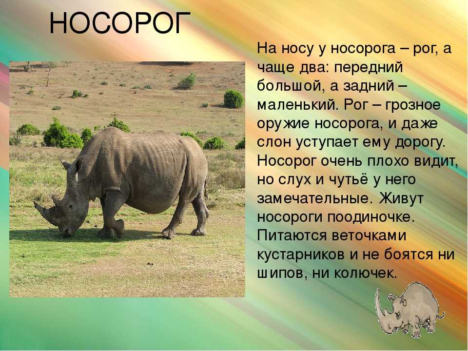 Носорог: все самое интересное о повадках, образе жизни