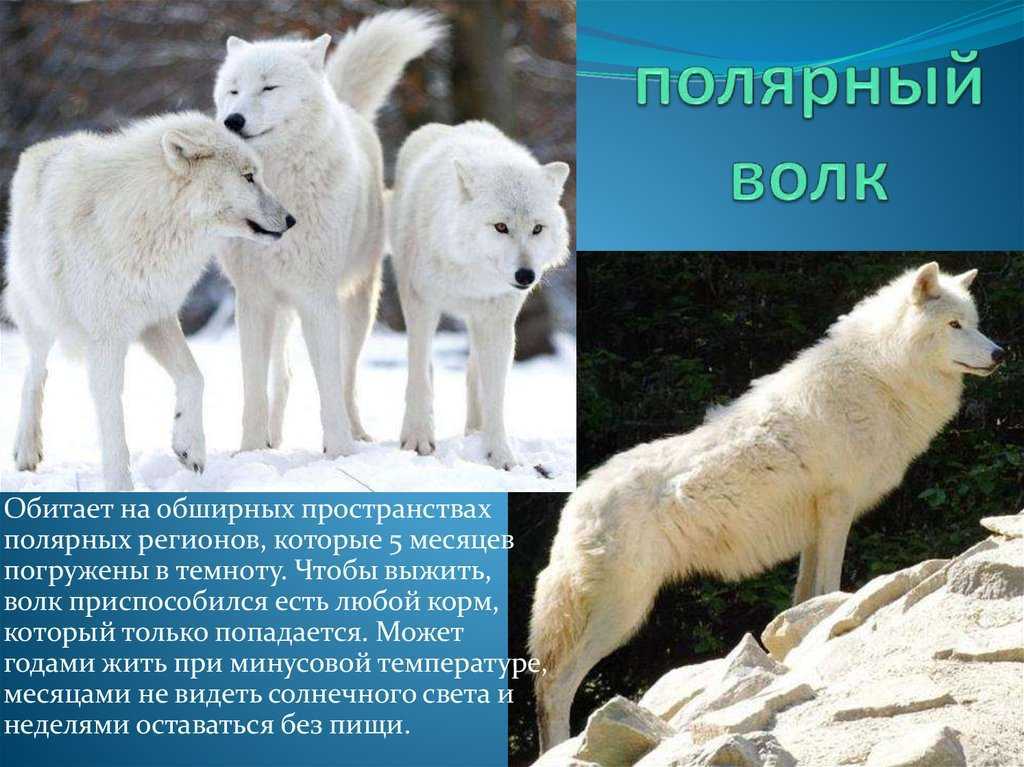 Волк