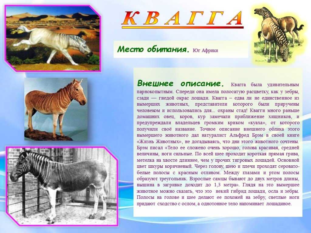 Антилопа гну: внешний вид, фото, особенности, интересные факты, среда обитания