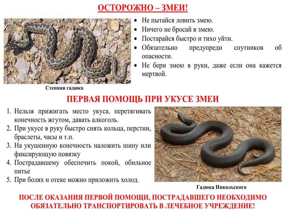 Обыкновенная гадюка | virtual laboratory wiki | fandom