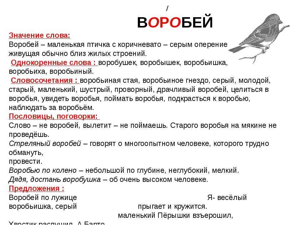 Чем различаются ворон и ворона и сколько живут эти птицы