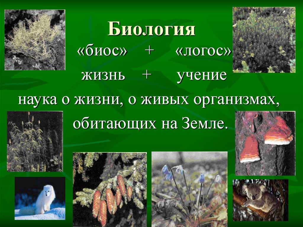 Курообразные — википедия переиздание // wiki 2